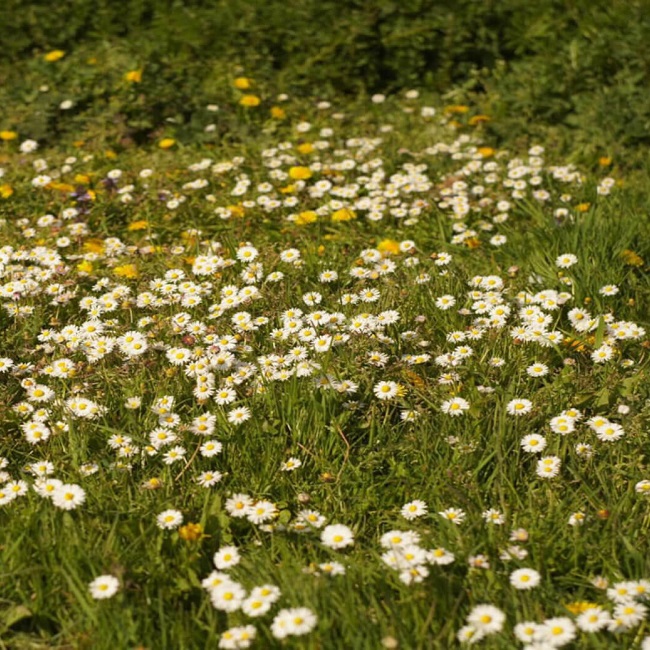 Flowers in a field